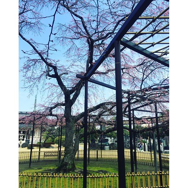 御墓参り。桜が少し咲いていた。#御墓参り#千葉#桜#SmashDrive